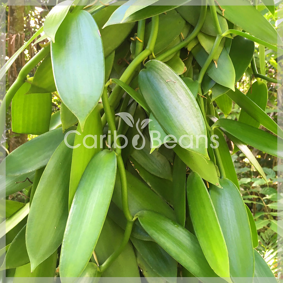 Comment cultiver la Vanilla Planifolia chez vous : le guide complet