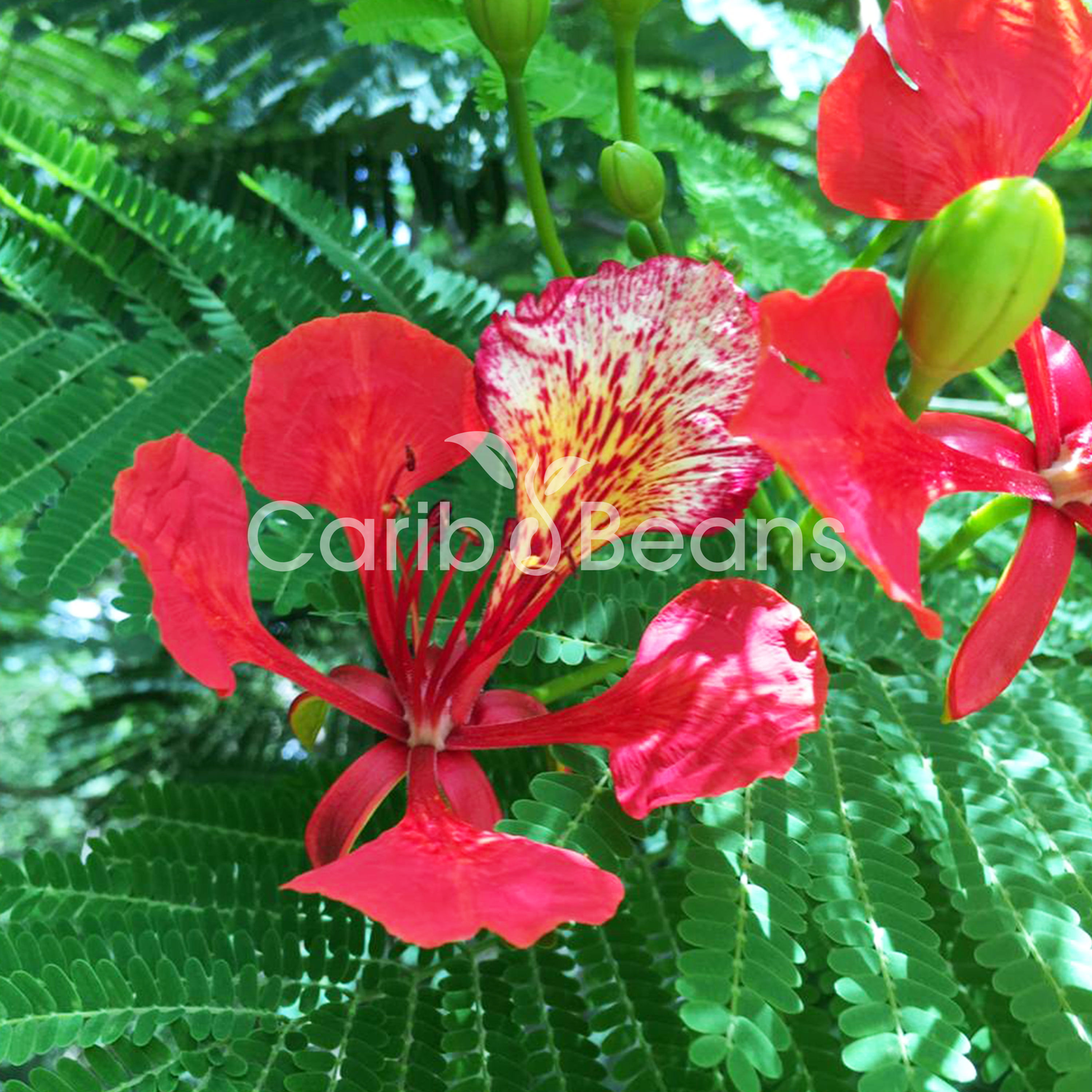 20 graines de Flamboyant - (Delonix regia) - Flame tree
