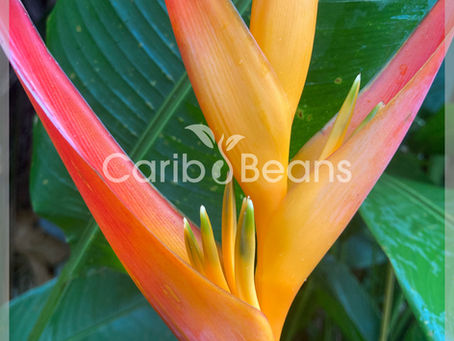 L'Heliconia : la reine des fleurs tropicales pour votre jardin