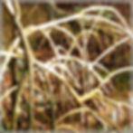 Thumbnail: 5 Red Mangrove Seeds - (Rhizophora mangle) - Red Mangrove