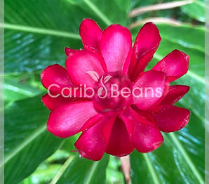 Alpinia-purpurata-rouge-Carib-beans