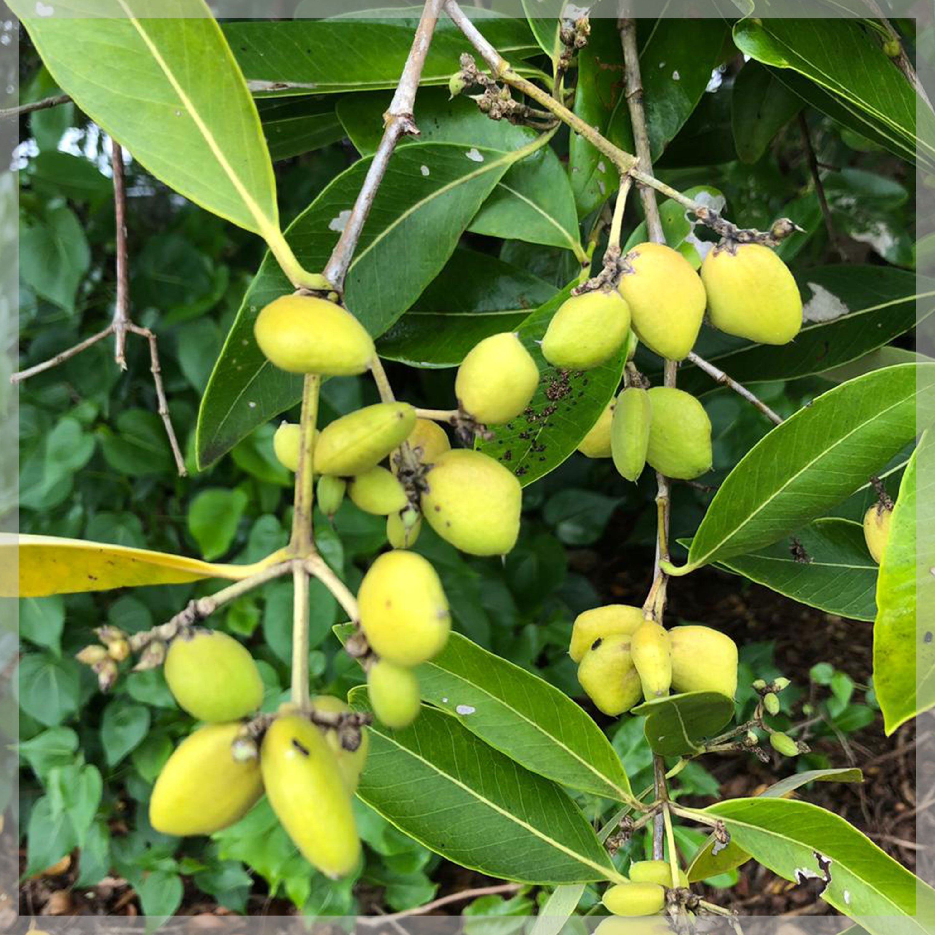 5 graines de Palétuvier noir - (Avicennia germinans) - Black mangrove