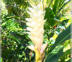 Alpinia-purpurata-blanc-Carib-beans