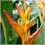 Miniature : 1 plant en Racines Nues de Baliser (Heliconia acuminata) + Phyto