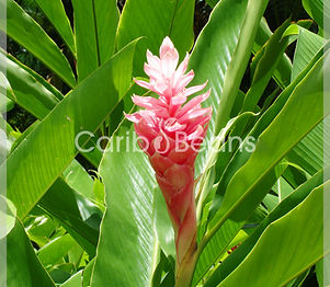 Alpinia-purpurata-Rose-Carib-beans