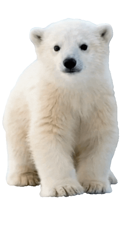 poooooolar beeeaaar 1.gif