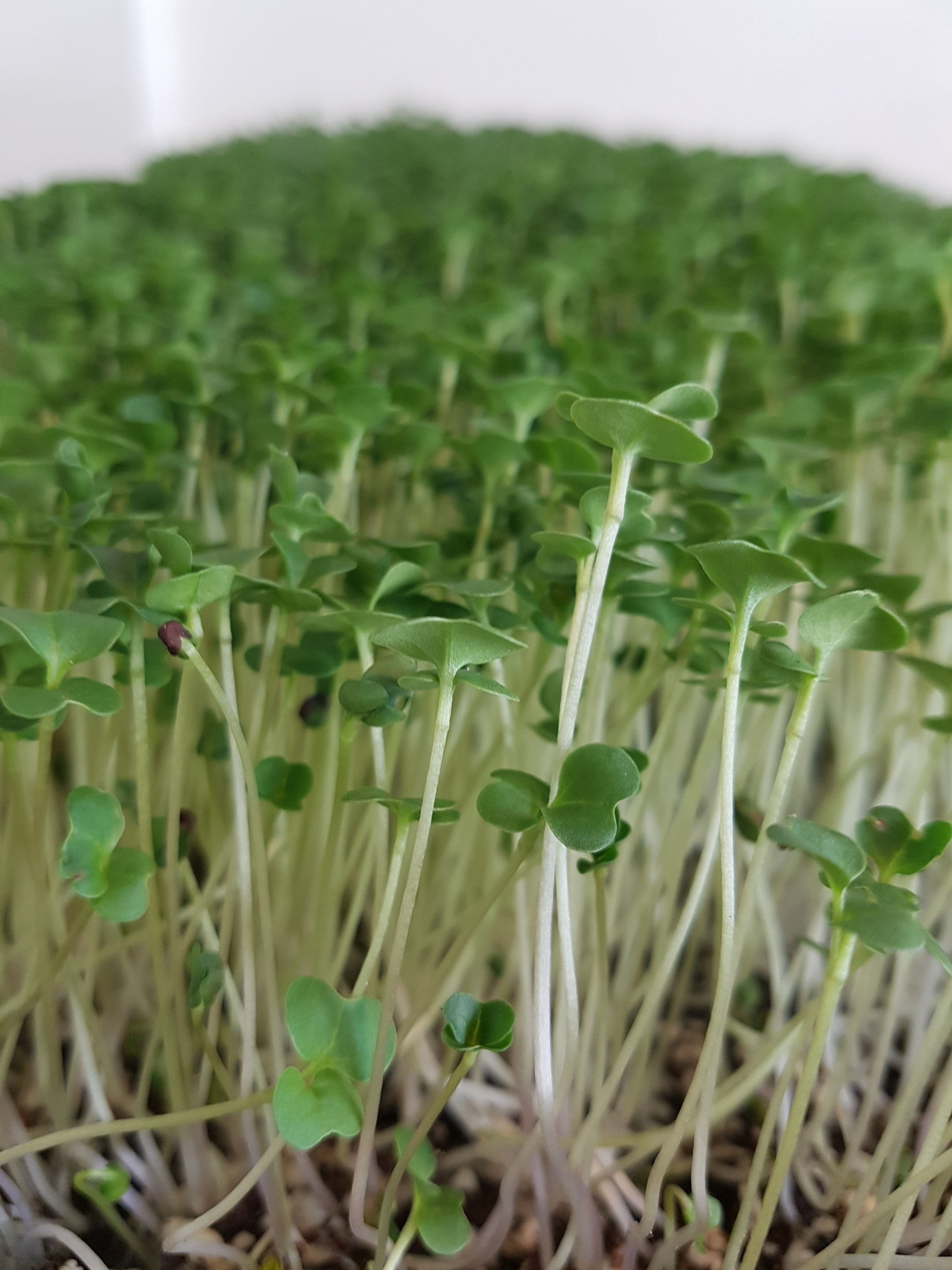 Broccoli Microgreens - 43g/ 2oz $5.00
