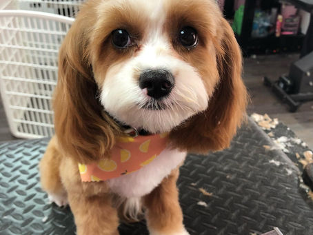 Benefits of Getting Your Pet Groomed!