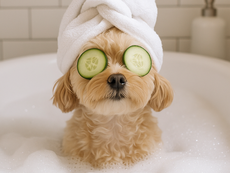 The Hidden Health Benefits of Regular Pet Grooming with Spoil Me Dog Spa in South Tampa