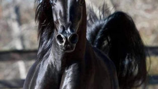 Quantas vezes ignorei palavras que me feriam