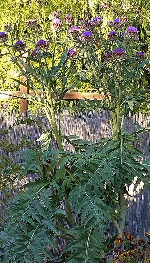 mature artichoke plants make a statement