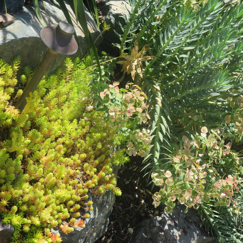 drought tolerant euphorbia provides dramatic texture