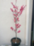 サムネイル： ハナモモ　京舞妓