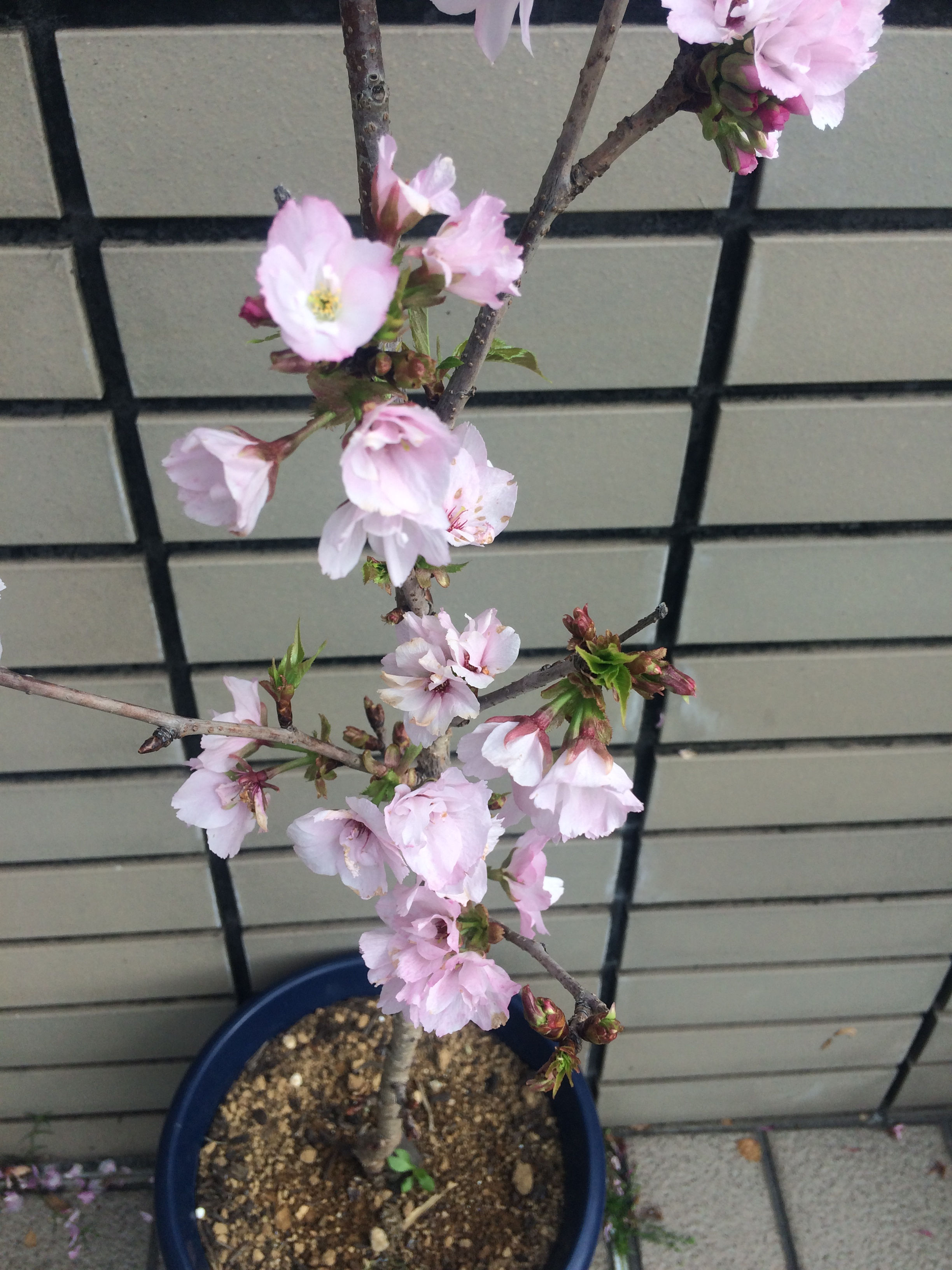 サクラ　旭山桜