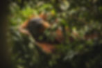 BILDSERIE Sumatra