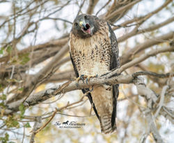 Red.tailed Hawk having alot to say