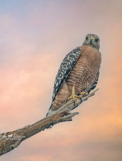 Red Shouldered Hawk at sunset