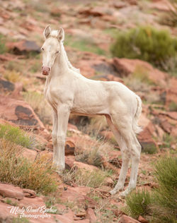 Beautiful proud 2 week old Wild Horse filly