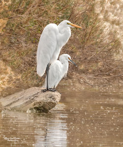 Great Egret side by side with the Snowy Egret