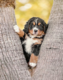 Bernese Mt dog puppy Maci