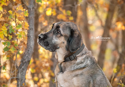 pup -1069 fb.jpg