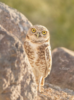 Burrowing Owl