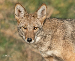Coyote posing for my camera