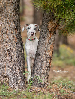 Esme a Blue Merle Great Dane puppy