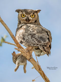 Mr Great Horned Owl and dinner