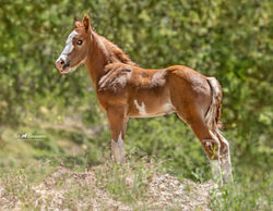One month old Rory a stunning wild horse