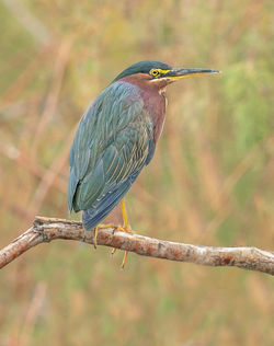 Green Heron