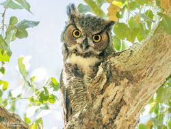 Beautiful Great Horned Owl