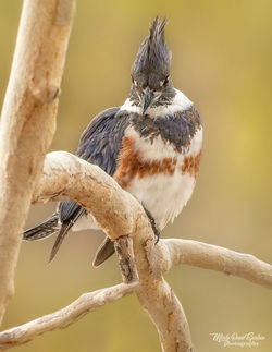 Belted Kingfisher female