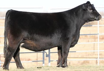 MAGS Hemera 1641H ET (3).jpg