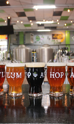 Five Glasses of Hop Asylum Beer on the bar with two Stainless Steel Holding tanks in the background