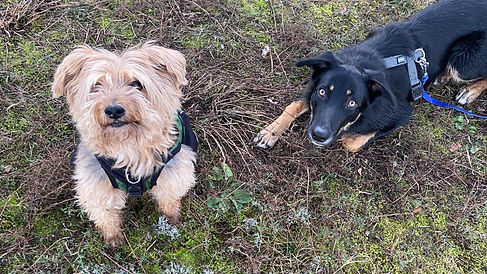 Dans La Tête D'un Chien