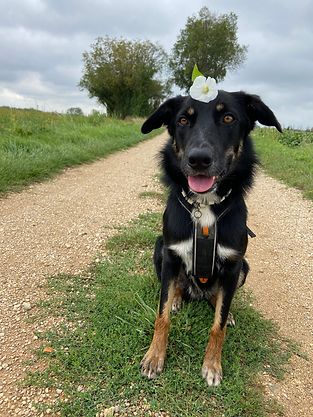 Dans La Tête D'un Chien