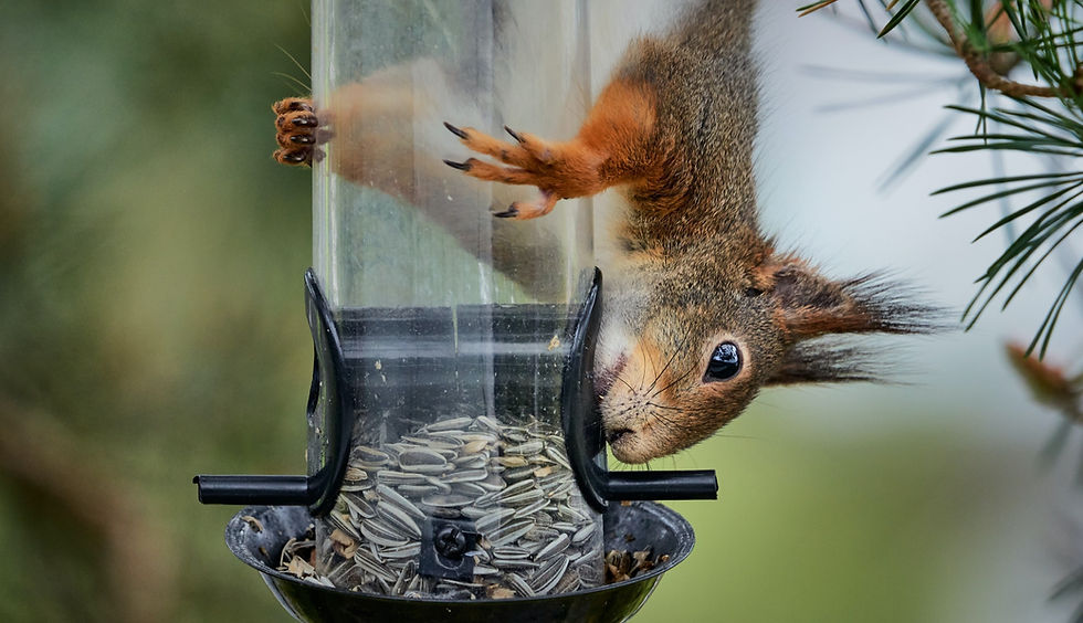 What's so great about dividends?