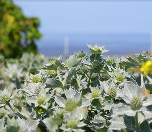 Blauwe zeedistel, Eryngium maritimum
