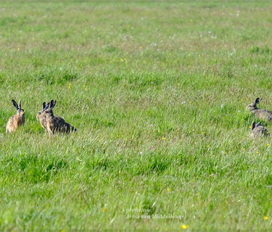 Veerpolder, Penningsveer, natuur, lente, voorjaar, hazen, Spaarnwoude
