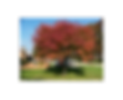 Flame Amur Maple