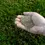 Thumbnail: RDX Pro Athletic Turf Seed