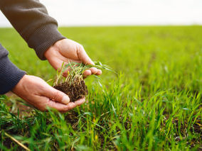 A man's hands examining the roots of his lawn's grass.