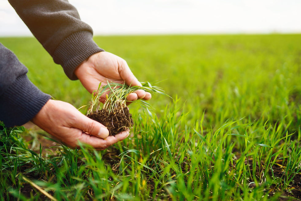 A man's hands examining the roots of his lawn's grass.