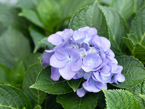 Hydrangeas