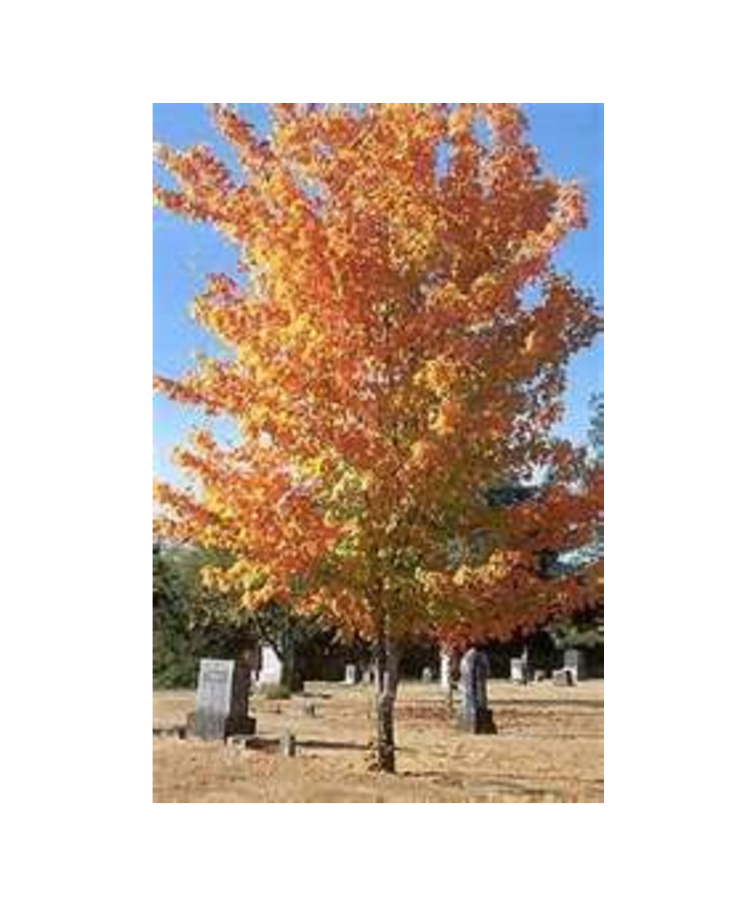Fall Fiesta® Sugar Maple