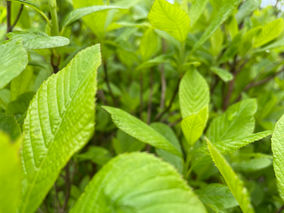 Benefits of Plants