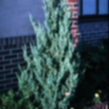 Blue Point Juniper