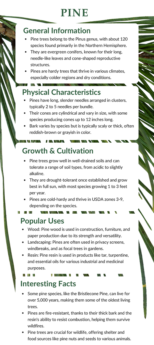 Pine.png
