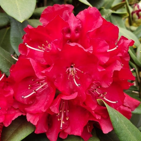 Skookum Rhododendron